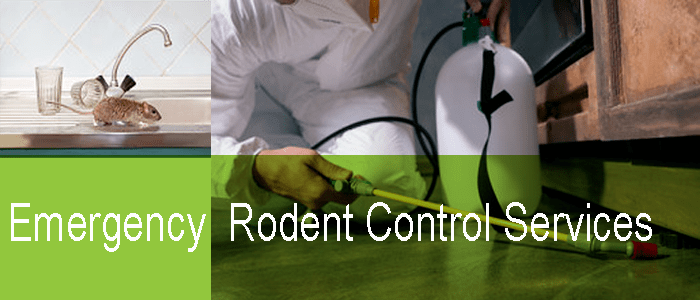 Emergency Rodent Control Services