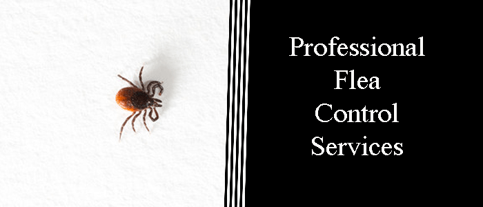 Professional Flea Control Services